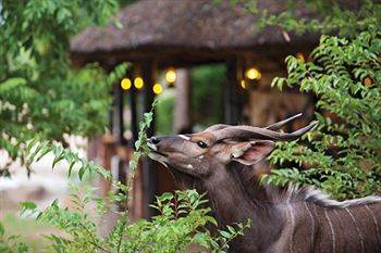 Motswari Private Game Reserve - Timbavati Reserva Natural Privada de Klaserie Exterior foto